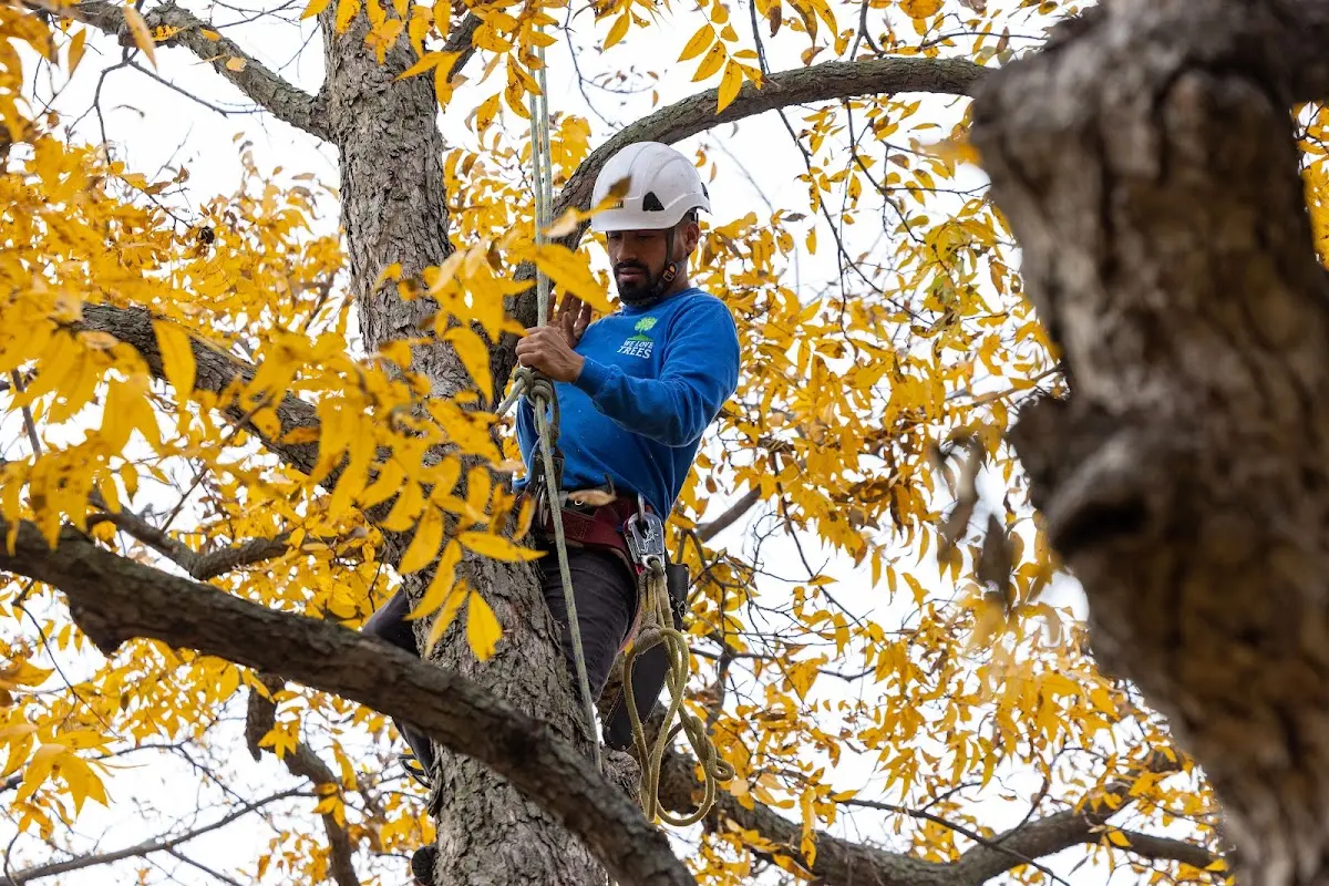 Skilled Tree Planting crew working in Joliet